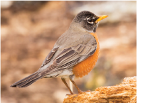 photo of an american robin