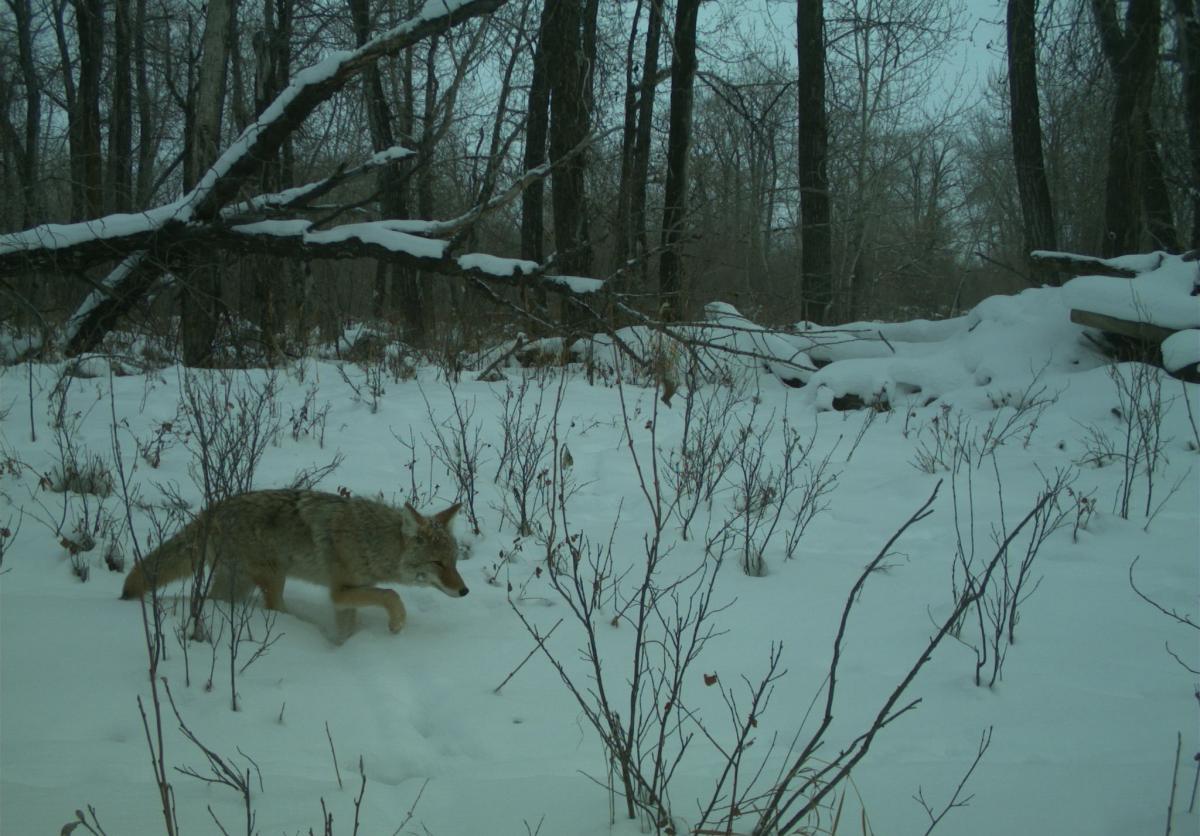 Photo of a coyote