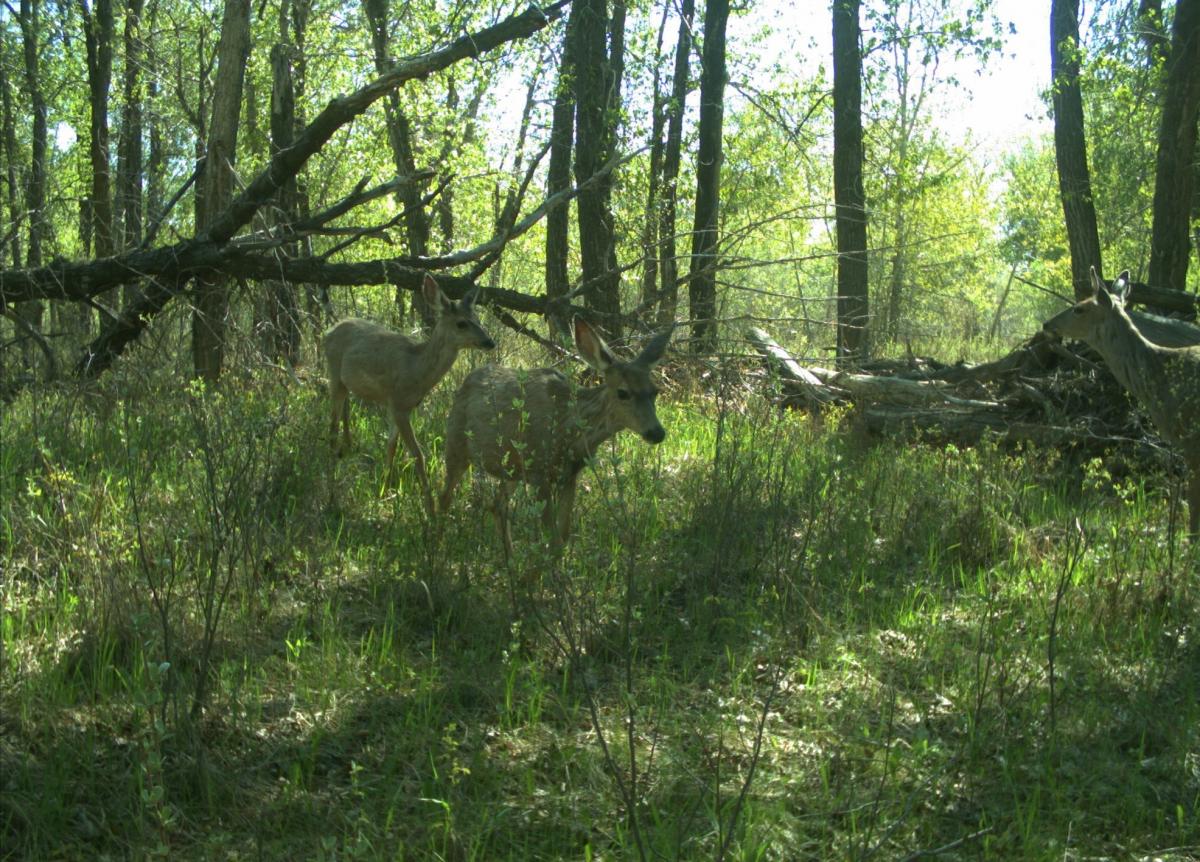 Photo of a mule deer