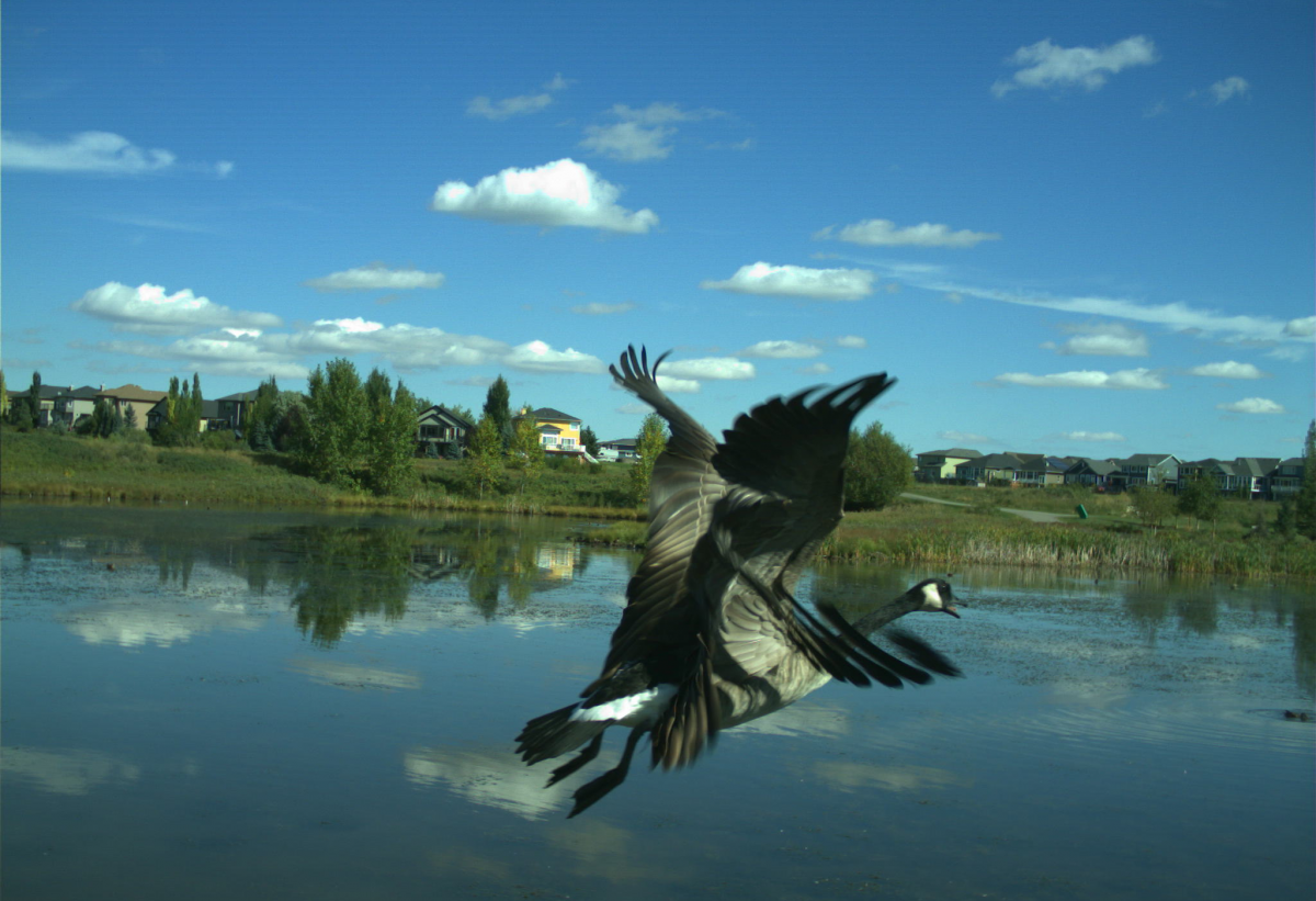 Photo of a canadian goose in flight
