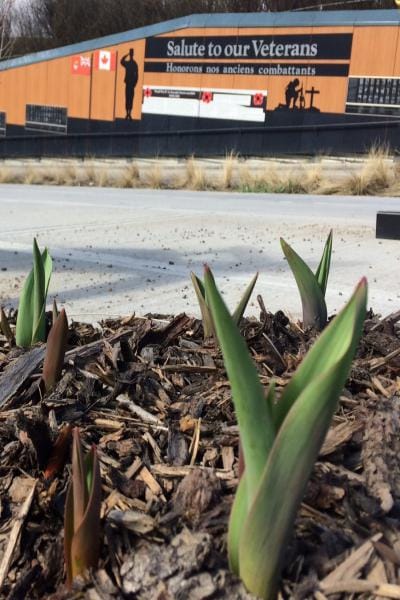 Tulips growing in front of Salute to our Veterans Memorial wall.