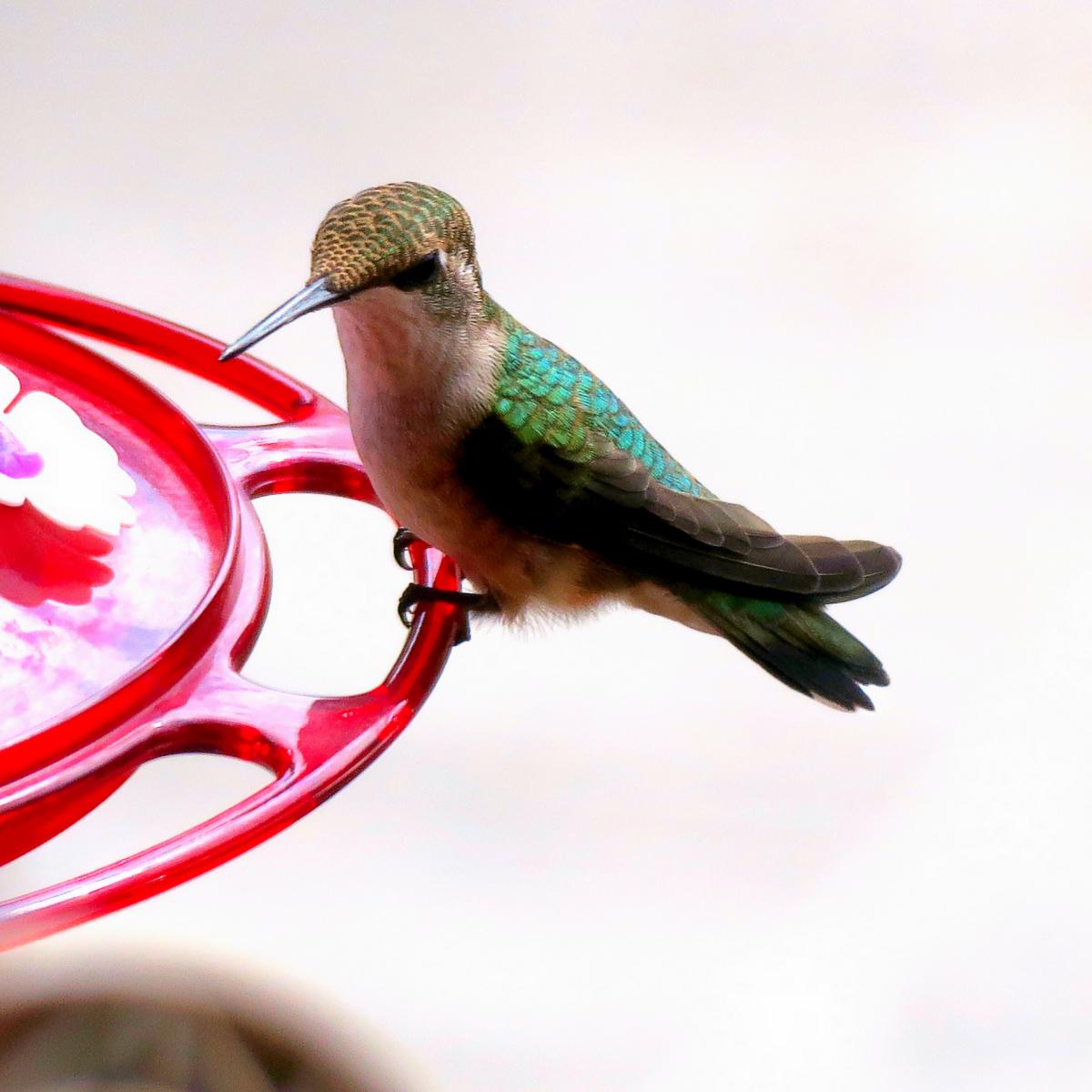 Hummingbird