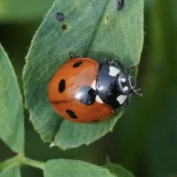 Lady Beetle