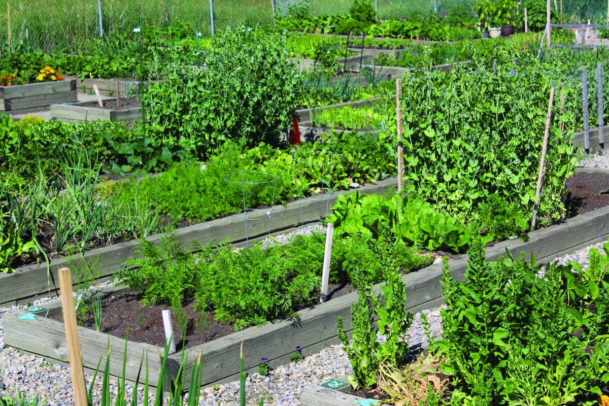 Okotoks Community Garden, operated by the Healthy Okotoks Coalition