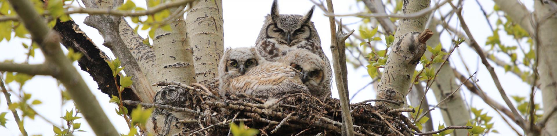 Owls in tree