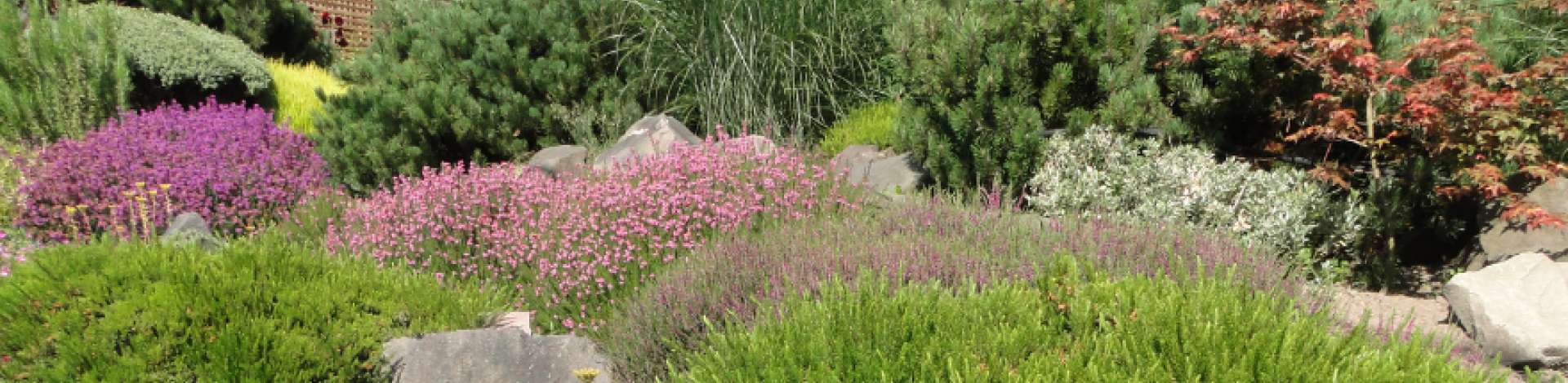 drought tolerant plants