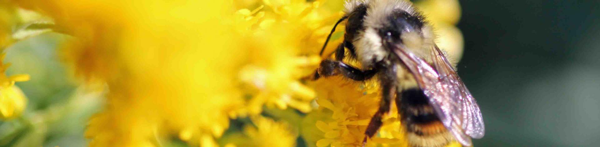 image of bee with yellow flowers
