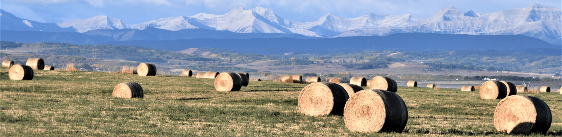 Hay bales and dry grass