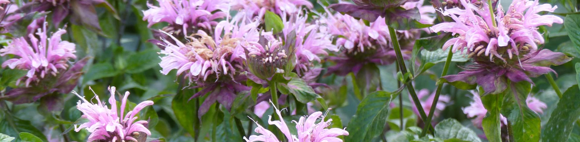 Wild purple Bergamot Flowers in bloom