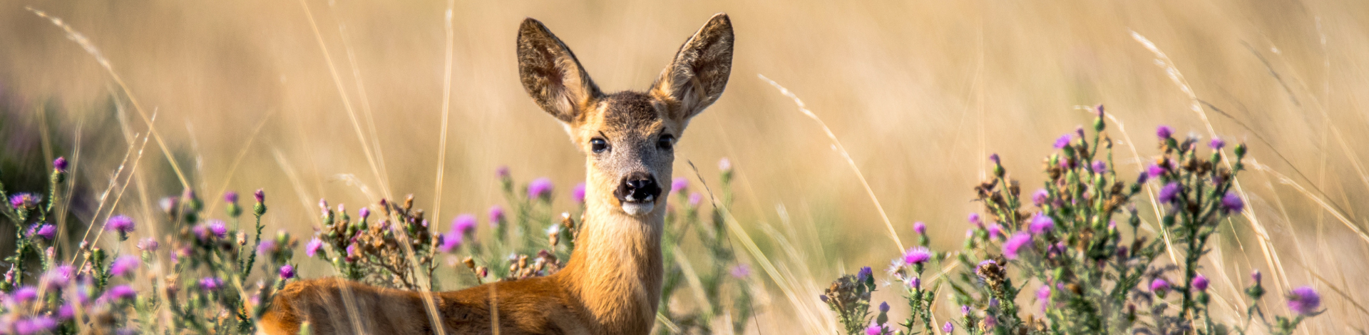 deer in field with purple flowers