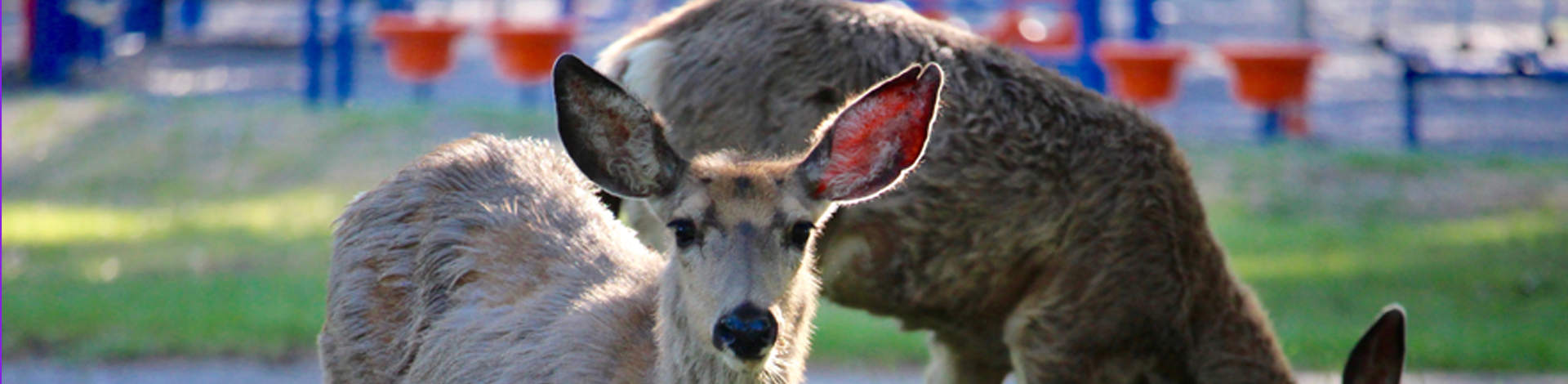 Urban deer at playground