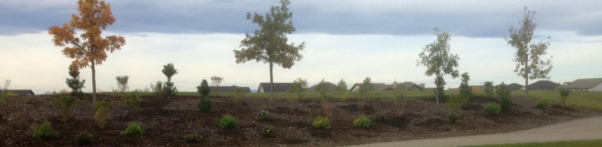 Okotoks Citizens Grove