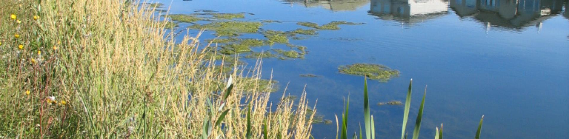 Weed & Pest Management