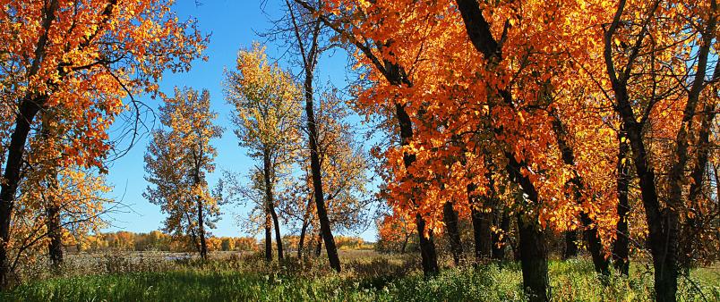 Trees with orange leaves during fall in river valley - photo credit: Han Nguyen