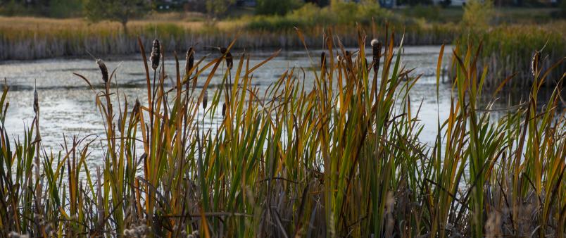 View of Stormpond through the reeds with houses in the background