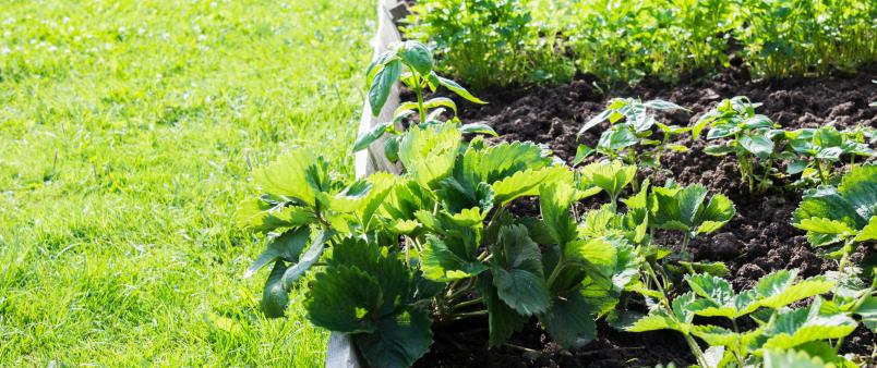 Raised community garden planter box with strawberry and vegetable plants