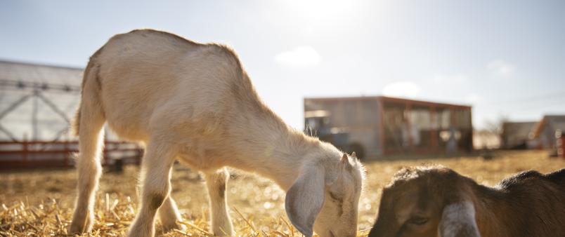 A white goat stands on hay and sniffs at another brown goat