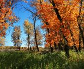 Trees with orange leaves during fall in the river valley; photo credit: Han Nguyen