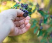 hand picking saskatoon berry off a bush