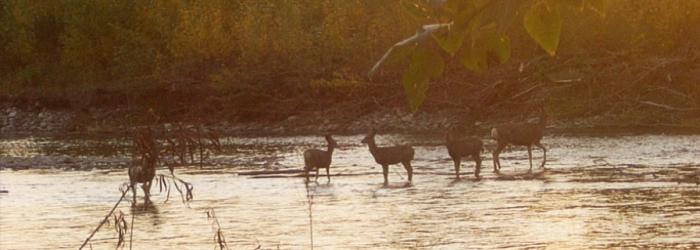 Deer in River