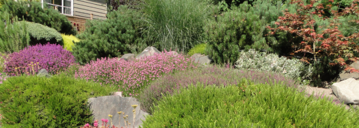 drought tolerant plants