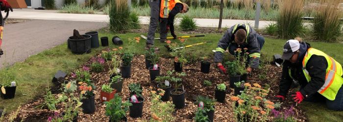 image of town staff planting bee-friendly plants