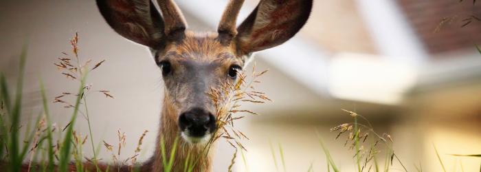 deer private property