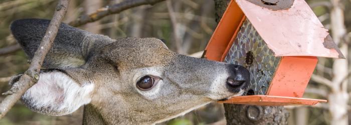 deer eating from a bird house