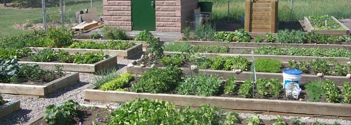 community garden picture