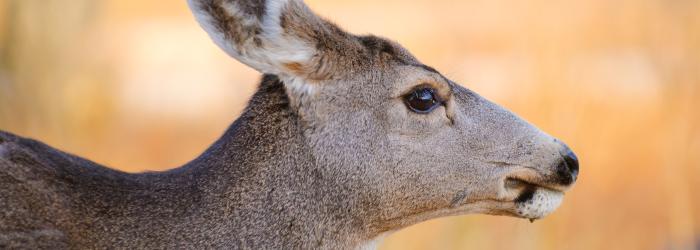mule deer
