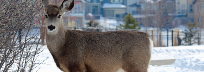 Photo of deer standing in a neighbourhood during winter